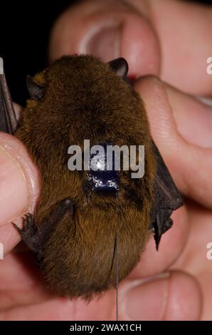 Madeira pipistrelle Pipistrellus maderensis equipped with a radio transmitter on its back. Garajonay National Park. La Gomera. Canary Islands. Spain. Stock Photo