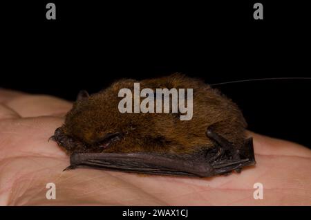 Madeira pipistrelle Pipistrellus maderensis equipped with a radio transmitter on its back. Garajonay National Park. La Gomera. Canary Islands. Spain. Stock Photo