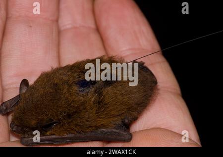 Madeira pipistrelle Pipistrellus maderensis equipped with a radio transmitter on its back. Garajonay National Park. La Gomera. Canary Islands. Spain. Stock Photo