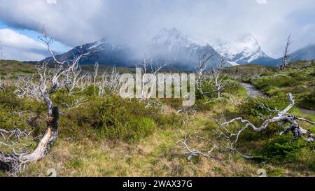 Dead Trees from Fire Damage, Torres del Paine National Park, Chile Stock Photo