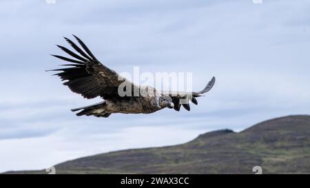 Andean condor juvenile (Vultur gryphus) Flying Stock Photo