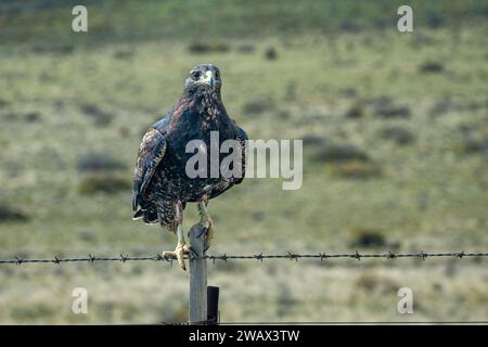 Black-chested Buzzard-eagle (Geranoaetus melanoleucus) on Fence Post Stock Photo
