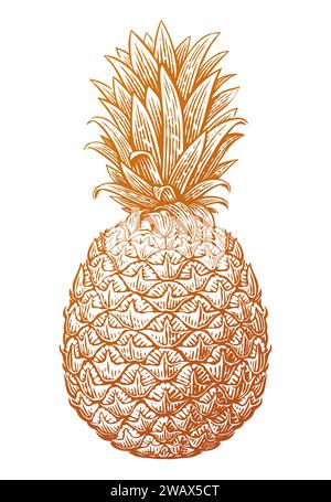 Pineapple sketch. Tropical summer fruit. Hand drawn vector illustration Stock Vector