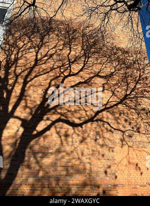 Shadow of a tree on the brick wall Stock Photo