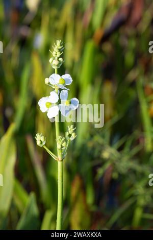 Close-up of a blooming bull-tongue arrowhead plant surrounded by marsh grass. Stock Photo