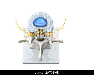 Illustration showing model of a healthy lumbar vertebra with disc and spinal cord. D Illustration Stock Photo