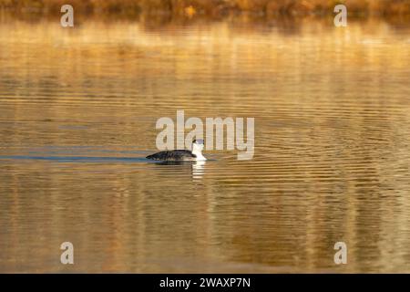 A common Loon gently swims in a still lake in the early winter creating a small wake in the golden water. Stock Photo