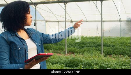 Woman farmer standing in greenhouse tunnels, counting crops digital tablet Stock Photo