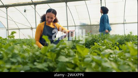 Multi-ethnic woman checks crop quality, records in digital tablet, farm analysis Stock Photo
