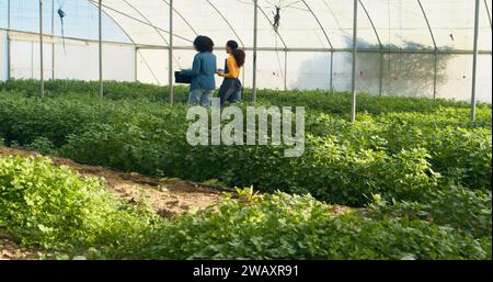 Female farmer carrying veggie crate walking with colleague through farm tunnel Stock Photo