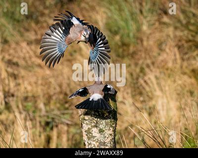 Aberystwyth, Ceredigion, Wales, UK. , . A lovely cold but sunny day in mid Wales and the local jays have found some peanuts hidden in an old tree stump. In typical corvid style they spar amongst themselves to take their turn to take their share. Credit: Phil Jones/Alamy Live News Stock Photo