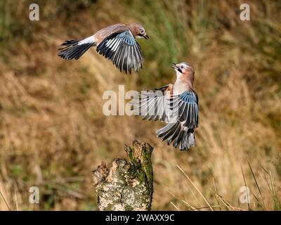 Aberystwyth, Ceredigion, Wales, UK. , . A lovely cold but sunny day in mid Wales and the local jays have found some peanuts hidden in an old tree stump. In typical corvid style they spar amongst themselves to take their turn to take their share. Credit: Phil Jones/Alamy Live News Stock Photo