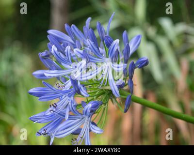 Closeup of blue flower Agapanthus Orientalis, Storm Cloud African Lily on green bokeh background, selective focus Stock Photo