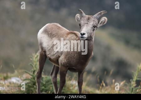 A Young Rocky Mountain Big Horn Sheep ewe on the fall tundra in the Colorado Rocky Mountains Stock Photo