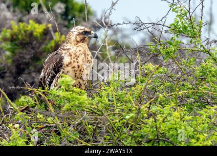 Galapagos Hawk (Buteo galapagoensis) on Santa Fe Island, Galapagos national park, Ecuador. Stock Photo