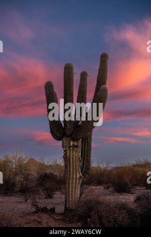 A cactus plant stands silhouetted against the stunning hues of a pink sunset sky in the desert Stock Photo