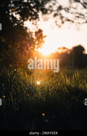 High quality golden hour with bokeh Stock Photo