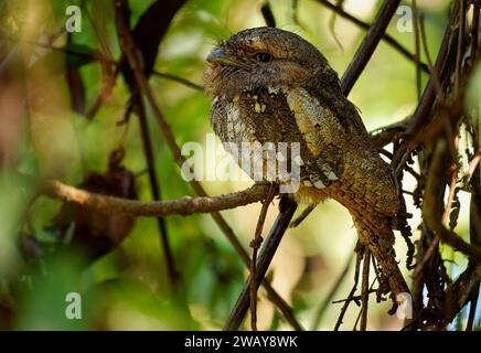 Sri Lanka or Sri Lankan or Ceylon Frogmouth - Batrachostomus moniliger night bird found in India and Sri Lanka, Related to the nightjars, gray and bro Stock Photo