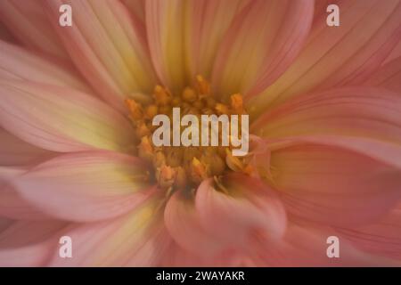 The Dahlia is a beautiful garden flower, spectacular and very large. Stock Photo