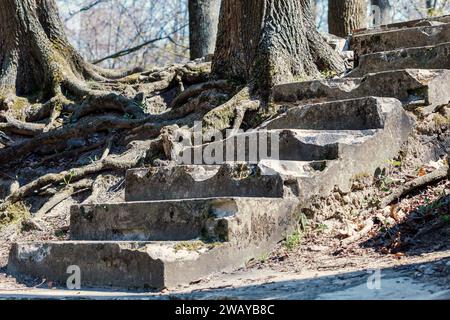 Very well-developed tree roots that grew on the forest hiking trail. The old and broken concrete stairs are visible, the ground and erosion has washed Stock Photo