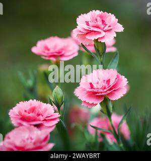 Lush bush of bicolor light and dark pink Dianthus caryophyllus of Caryophyllaceae,also called carnation Doris,growing in garden,on sunny day. Selectiv Stock Photo