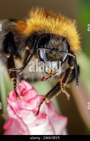 Macro photo of a yellow and black striped bumblebee pollinating and collecting nectar on a pink flower bud. Stock Photo