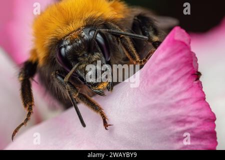 Bumblebee front portrait on purple flower in close up. Stock Photo