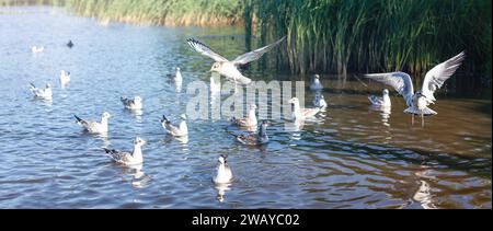 Wide angle photo with many white seagulls swimming in the water, two birds hovering above the water. Stock Photo