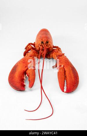 Red cooked lobster on a white background Stock Photo