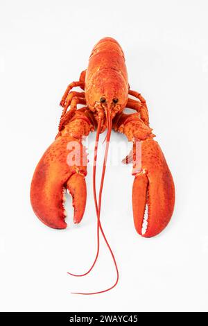 Red cooked lobster on a white background Stock Photo