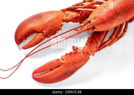 Red cooked lobster on a white background Stock Photo