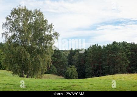 Lithuanian nature landscape in summer time with two large birch trees, green meadow and pine forest in the distance. Stock Photo