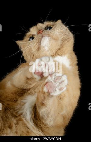 Portrait from bottom of a beige cat showing closed white paws against a black background. Stock Photo