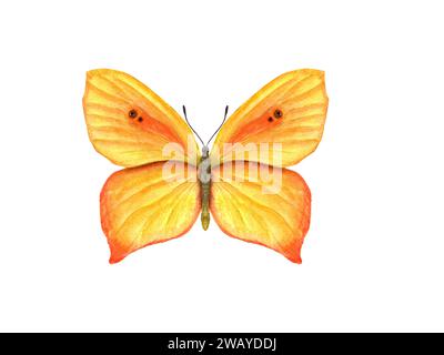 Fluttering yellow orange butterfly. Lepidoptera, tropical insect. Watercolor illustration. For textile, wedding invitation, banner design Stock Photo