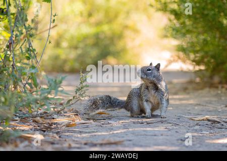 A California ground squirrel (Otospermophilus beecheyi) stops on a hiking trail in Los Angeles, California USA Stock Photo