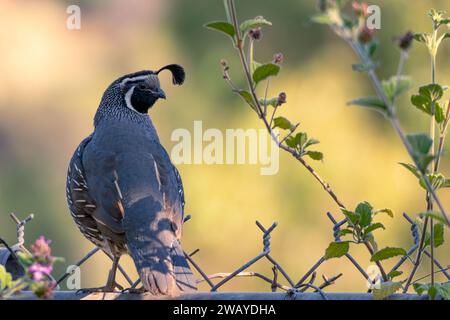 A male California quail (Callipepla californica) sits on a wire fence with flowers in Woodland Hills, California USA Stock Photo