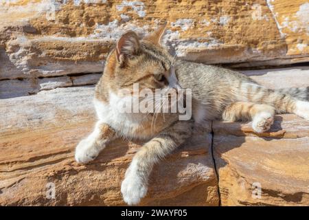 A ginger cat rests peacefully on sandstone rock, looking sleepily into the distance Stock Photo