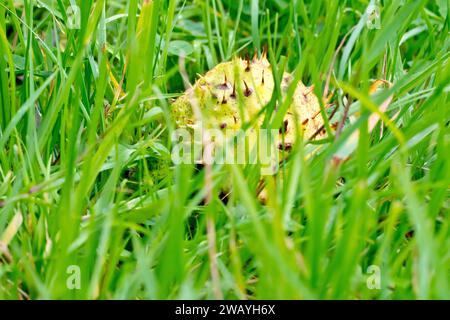 Close up of the spiky fruit of the Horse Chestnut or Conker Tree (aesculus hippocastanum) hidden in the long grass of a field. Stock Photo