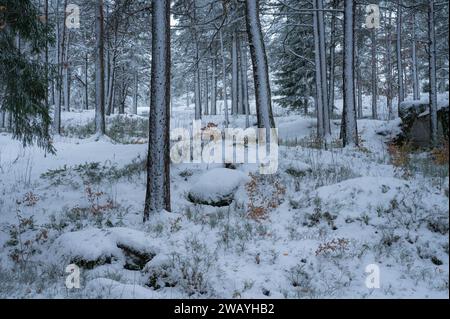 Snow covers the rocky ground in a December forest in Norway. Stock Photo