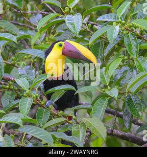 Yellow-throated toucan (Ramphastos ambiguus) in rainforest canopy, Laguna del Lagarto Eco Lodge, Boca Tapada, Alajuela, Costa Rica. Stock Photo