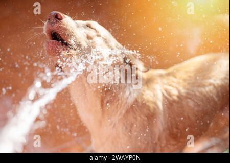 Portrait of labrador dog in water splash with sunny light background Stock Photo
