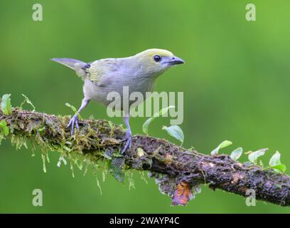 Palm tanager (Thraupis palmarum) Laguna del Lagarto Eco Lodge, Boca Tapada, Alajuela, Costa Rica. Stock Photo