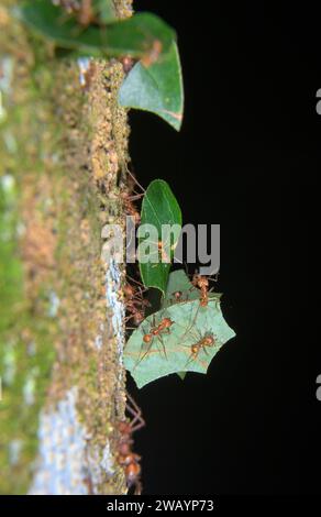 Leafcutter ants (Atta cephalotes) large workers carrying pieces of leaves whereas small workers travel as hitchhiker passengers, La Selva, Costa Rica Stock Photo