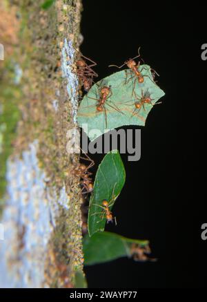Leafcutter ants (Atta cephalotes) large workers carrying pieces of leaves whereas small workers travel as hitchhiker passengers, La Selva, Costa Rica Stock Photo