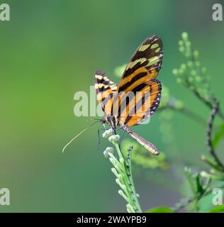 Tiger-striped Longwing or tiger heliconian (Heliconius ismenius) feeding from flowers, La Selva Biological Station, Heredia Province, Costa Rica Stock Photo