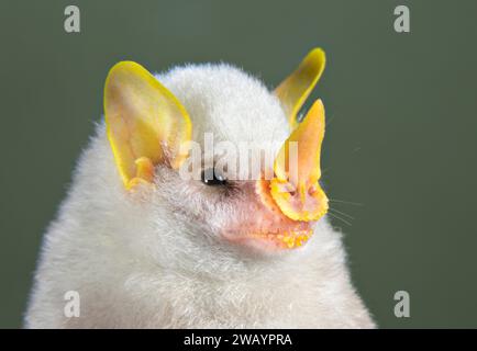 Honduran white bat (Ectophylla alba) head, La Selva Biological Station, Heredia Province, Costa Rica. Stock Photo