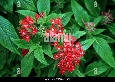 Egyptian star cluster flowers blooming bright red Stock Photo