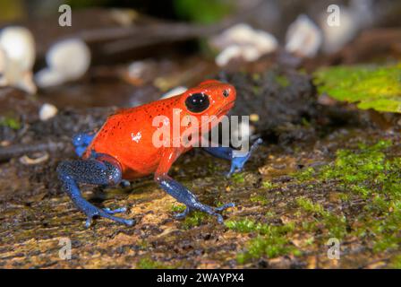 Blue Jeans or Strawberry Poison Dart Frog (Oophaga pumilio), La Selva Biological Station, Heredia Province, Costa Rica. Stock Photo