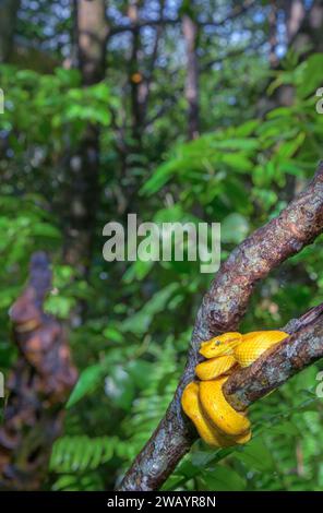 Eyelash Palm Pit viper (Bothriechis schlegelii) coiled around tree branch in rainforest, Cahuita National Park, Limon Province, Costa Rica. Stock Photo