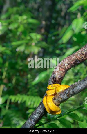 Eyelash Palm Pit viper (Bothriechis schlegelii) coiled around tree branch in rainforest, Cahuita National Park, Limon Province, Costa Rica. Stock Photo